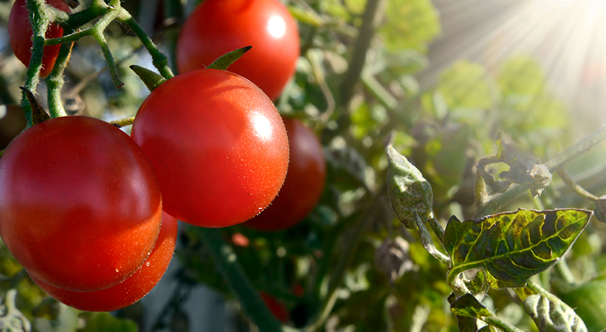 deficiencia de calcio en tomates