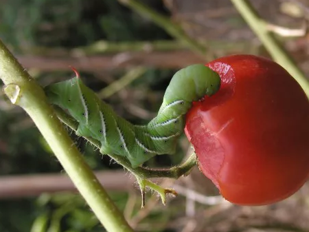 gusano verde en tomatera