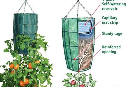 huerto vertical de tomates