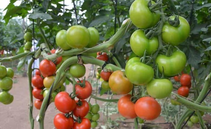 tomate afectado por fusarium