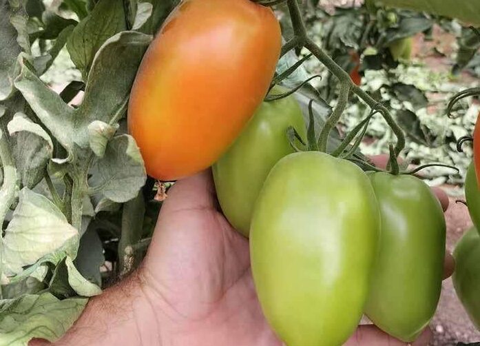 tomate cayetano en pleno crecimiento