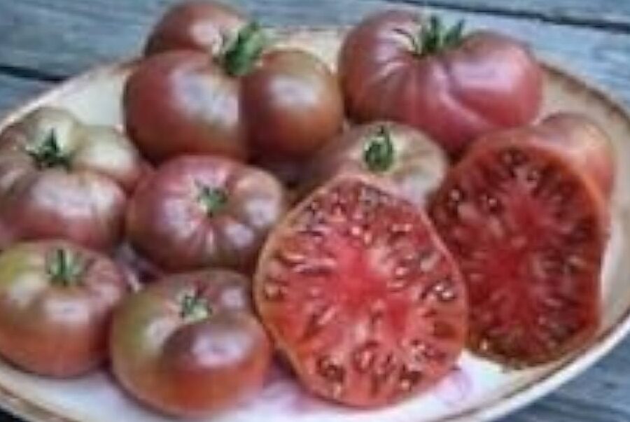 tomate cherokee