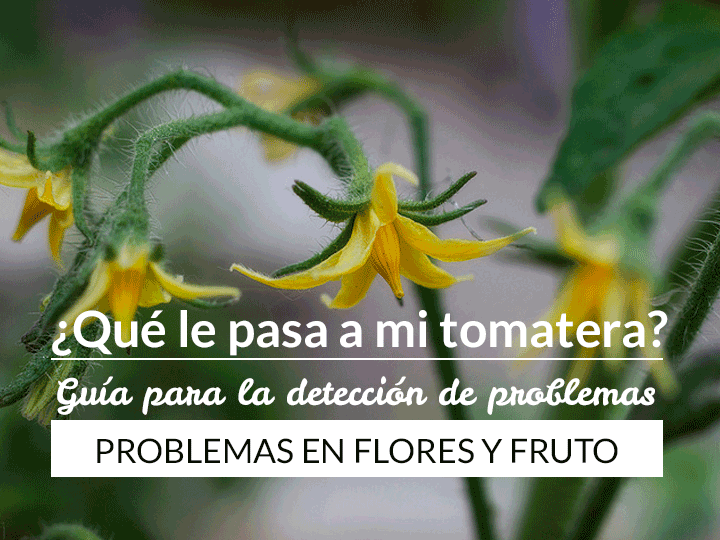 tomate en flor con problemas
