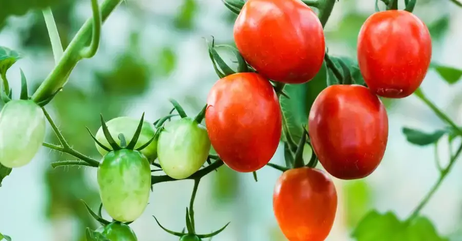 tomate germinando en maceta