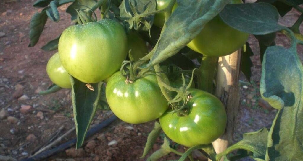 tomate hibrido optima