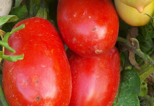 tomate lobello fresco y maduro