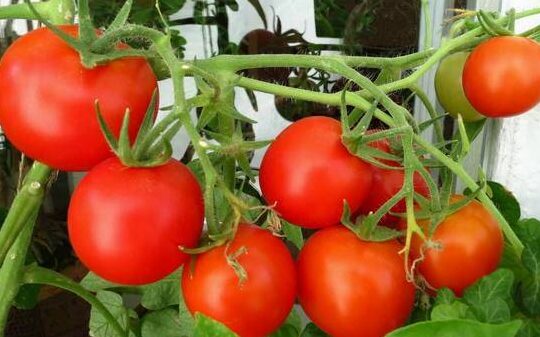tomate maduro y apetitoso