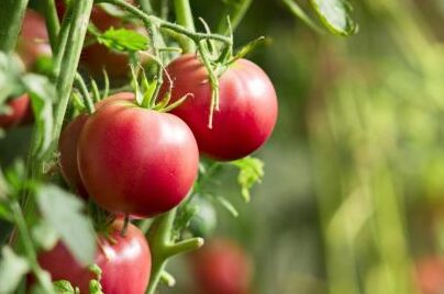 tomate perita fresco y saludable