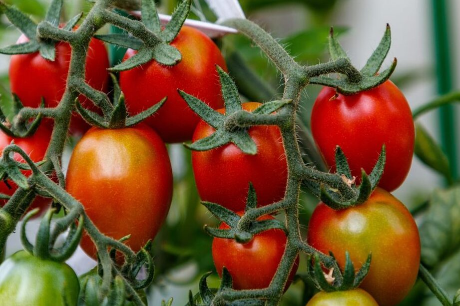 tomateras sanas y protegidas