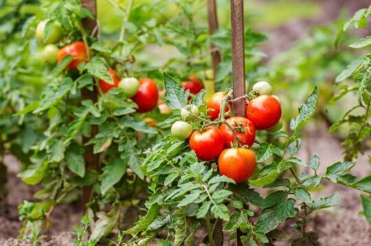 tomateras y fungicida casero