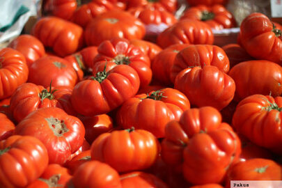 tomates antiguos espanoles