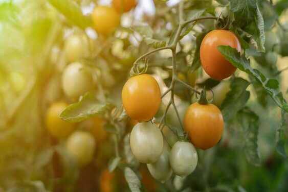 tomates cherry creciendo saludables