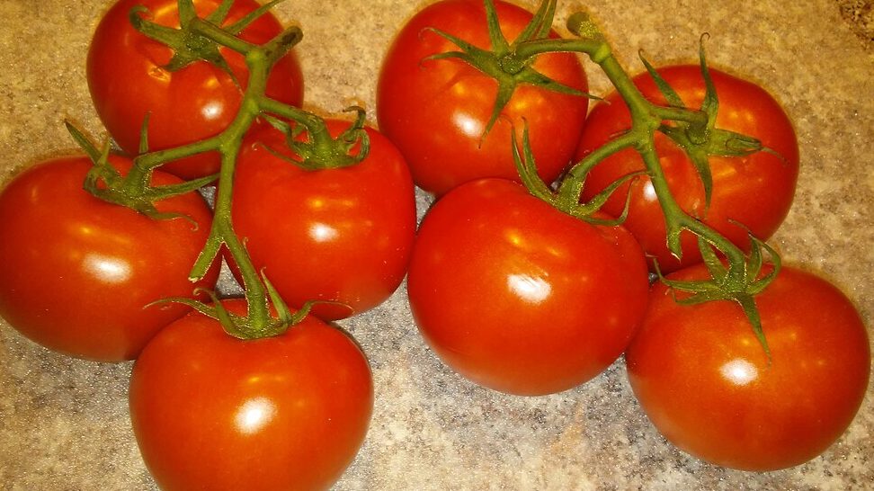 tomates colgantes frescos y maduros