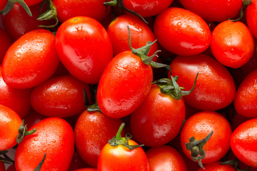 tomates de alta calidad