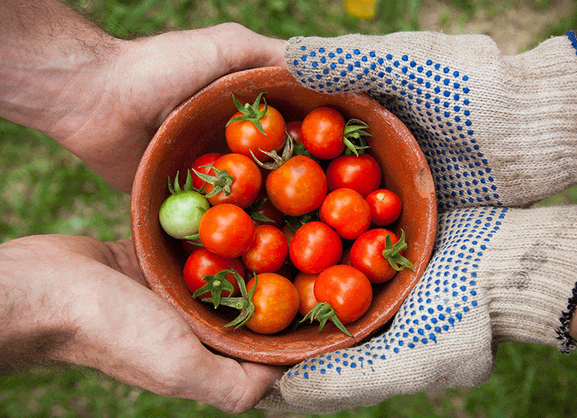 tomates en huerto urbano