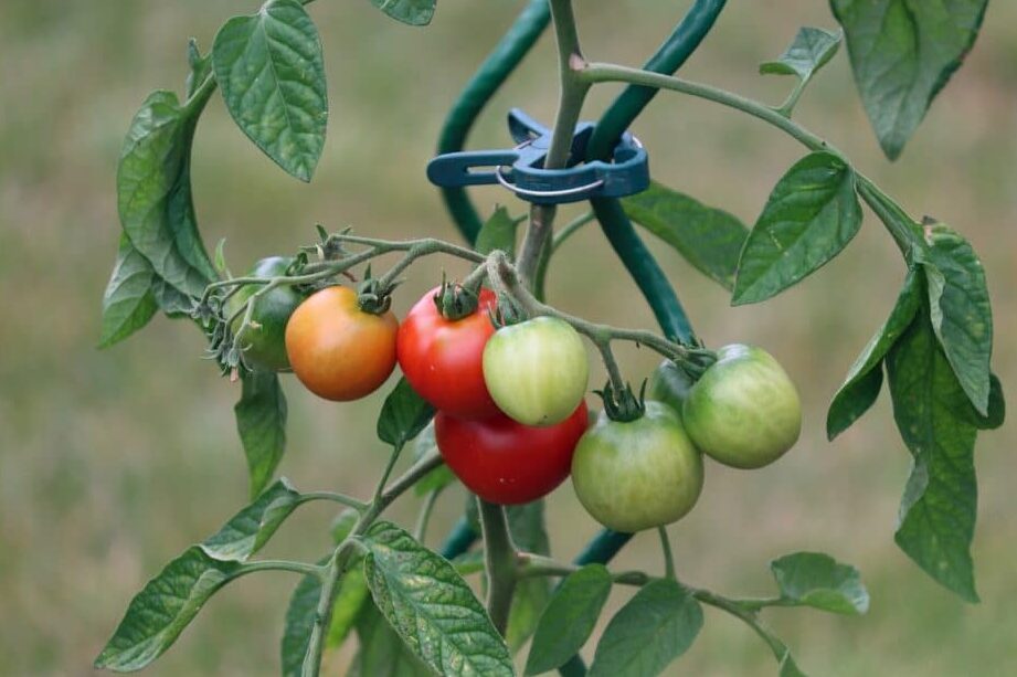 tomates en maceta