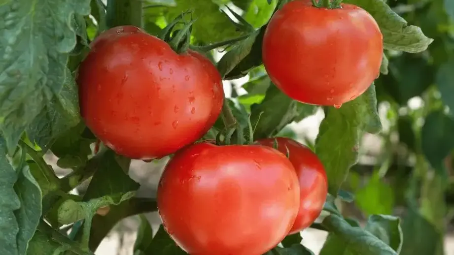 tomates en pleno crecimiento