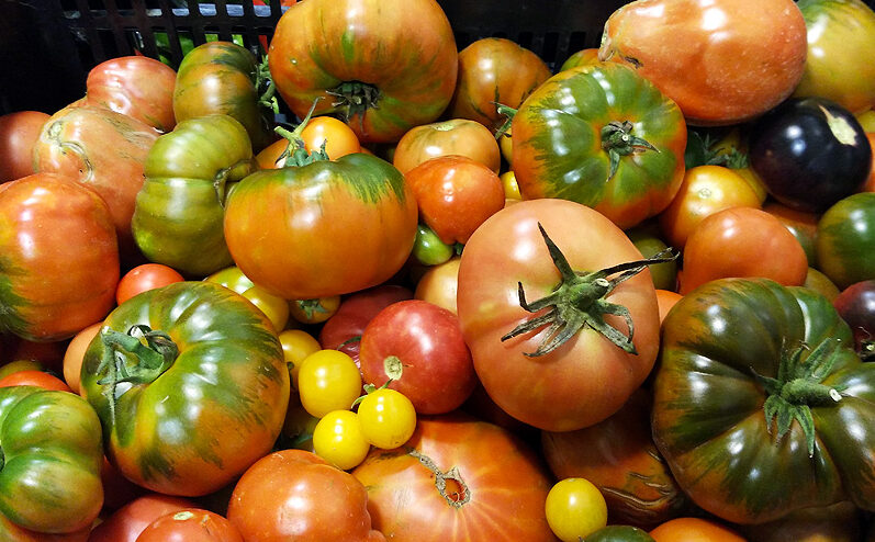 tomates en un huerto