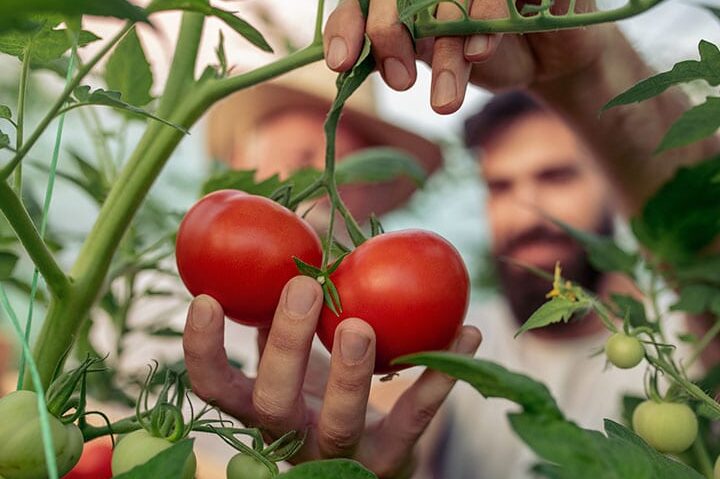 tomates en una tomatera