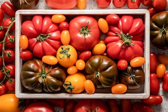 tomates frescos y coloridos