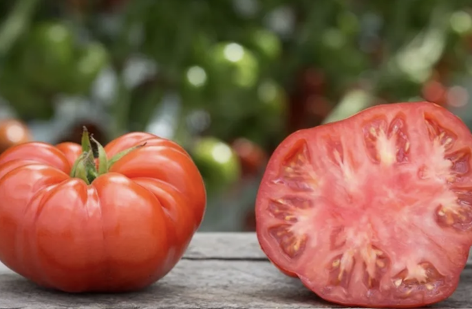 tomates frescos y de calidad
