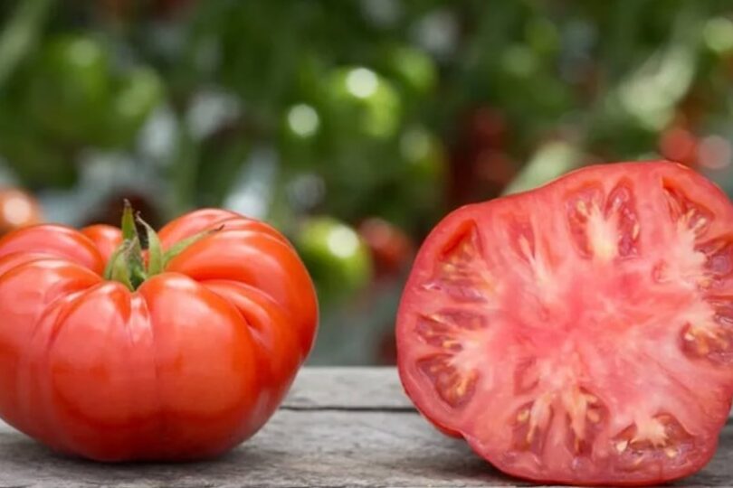 tomates frescos y jugosos