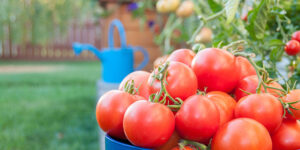 tomates jugosos y deliciosos