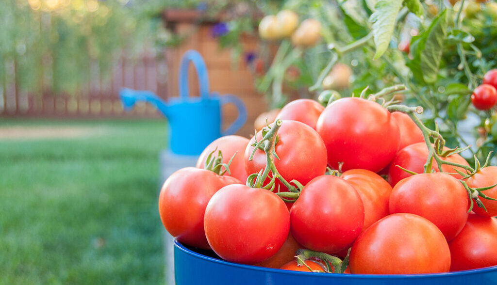 tomates jugosos y frescos