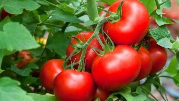 tomates saludables sin hongos