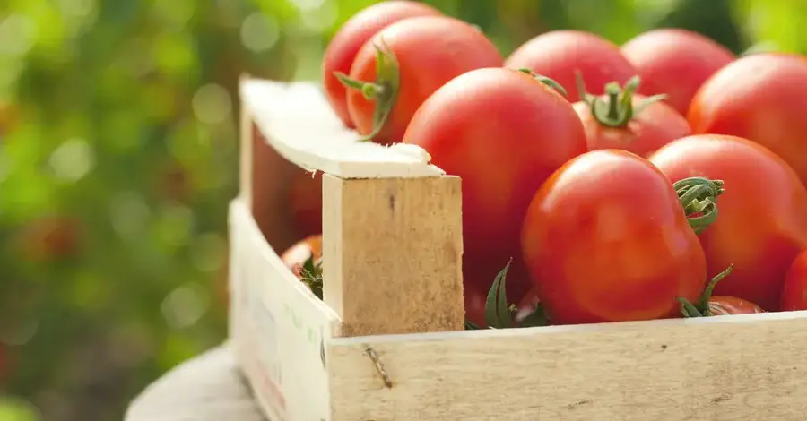 tomates saludables trasplantados