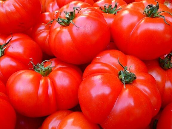 tomates saludables y libres de enfermedades