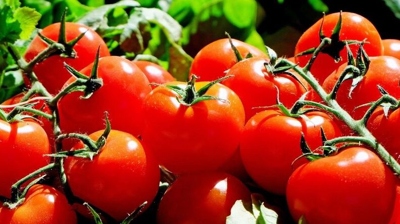 tomates saludables y prosperos