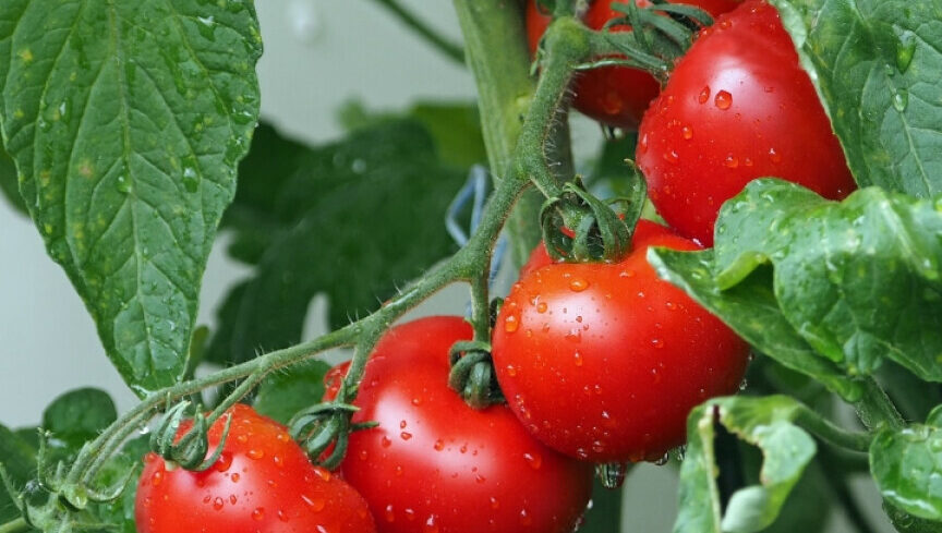 tomates saludables y protegidos