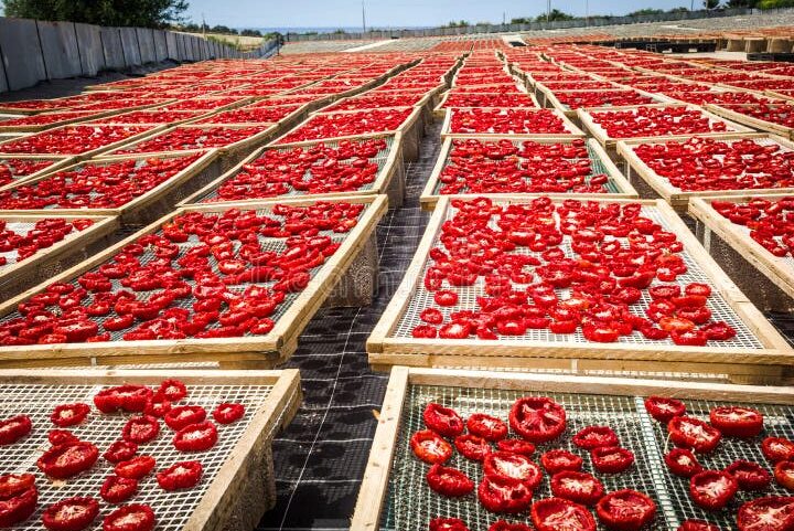 tomates secandose al sol