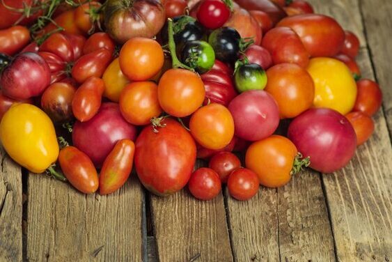 tomates variados y coloridos