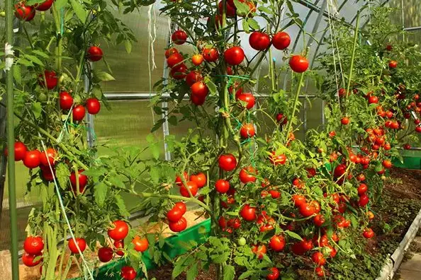 tomates y tutorias de jardin